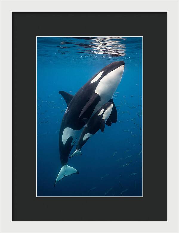 Orca Mother And Calf Swimming Together
