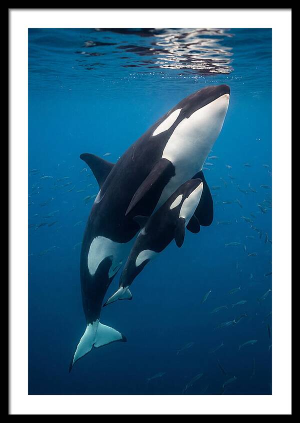 Orca Mother And Calf Swimming Together