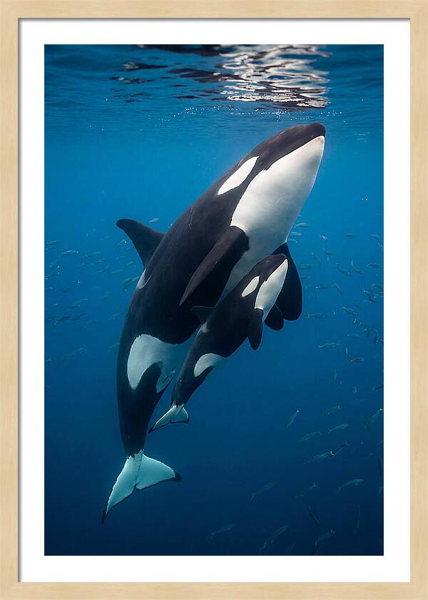 Orca Mother And Calf Swimming Together