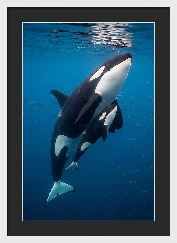 Orca Mother And Calf Swimming Together