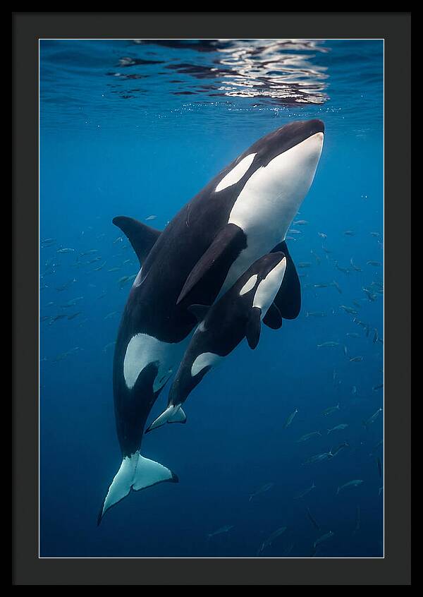 Orca Mother And Calf Swimming Together