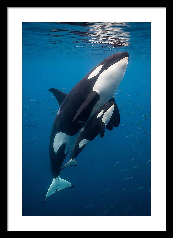 Orca Mother And Calf Swimming Together
