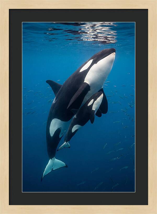 Orca Mother And Calf Swimming Together