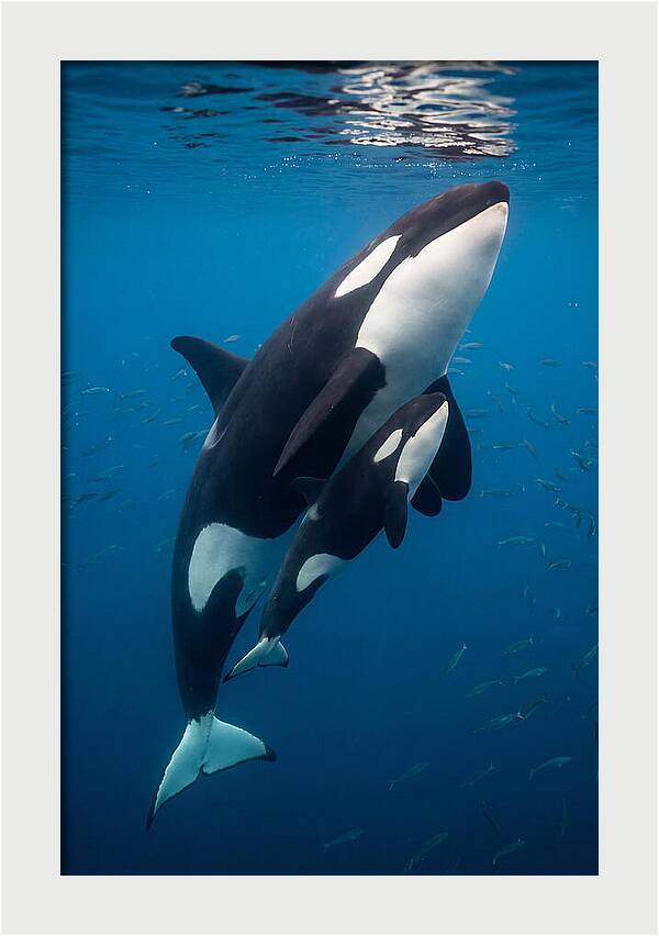 Orca Mother And Calf Swimming Together