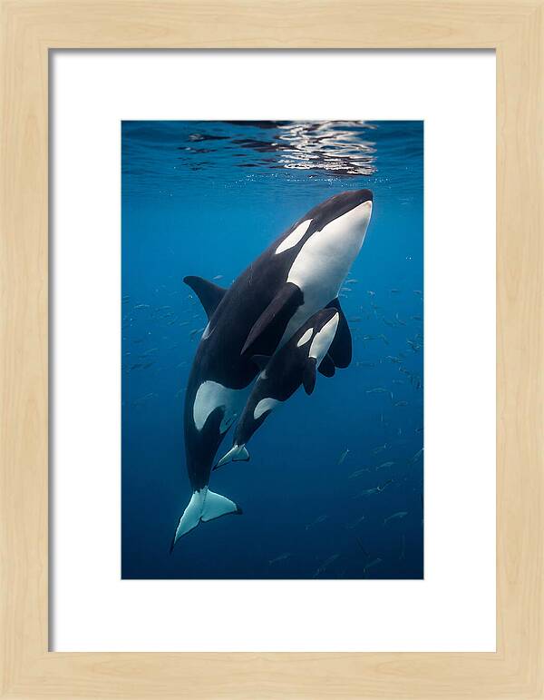 Orca Mother And Calf Swimming Together