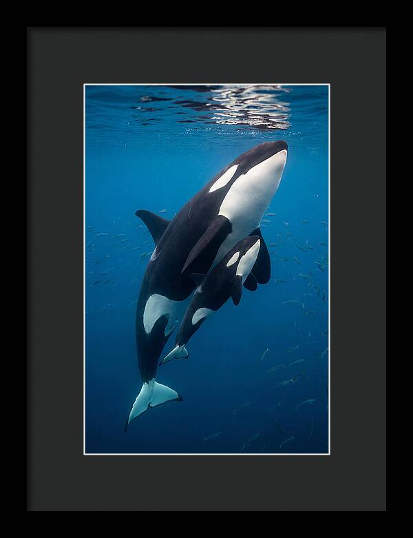 Orca Mother And Calf Swimming Together