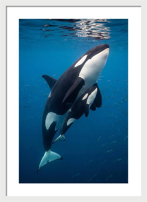 Orca Mother And Calf Swimming Together