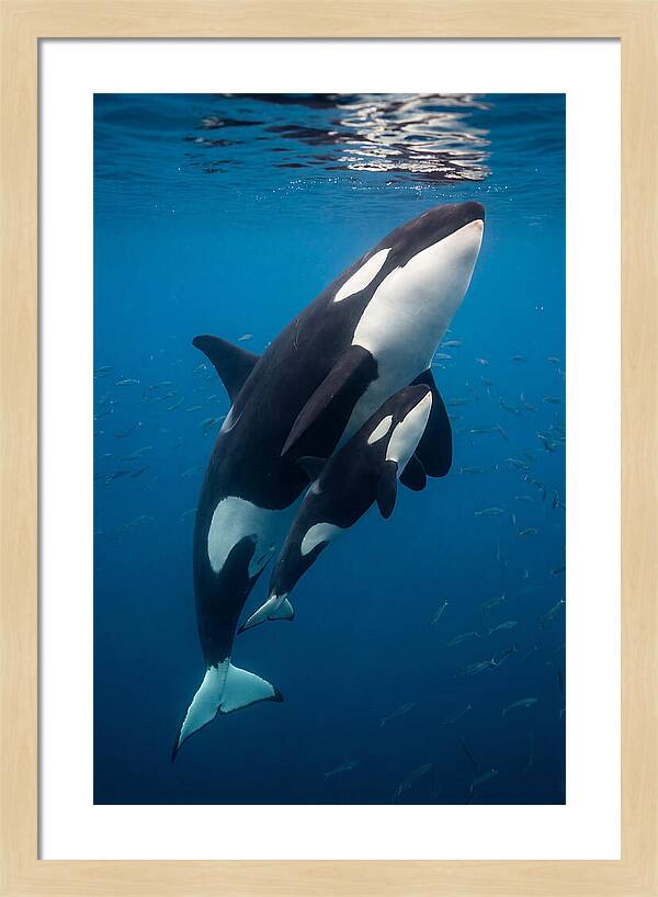 Orca Mother And Calf Swimming Together