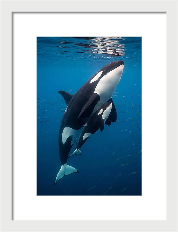 Orca Mother And Calf Swimming Together