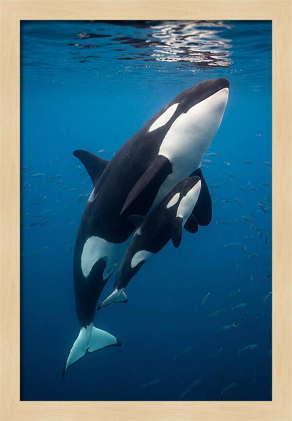 Orca Mother And Calf Swimming Together