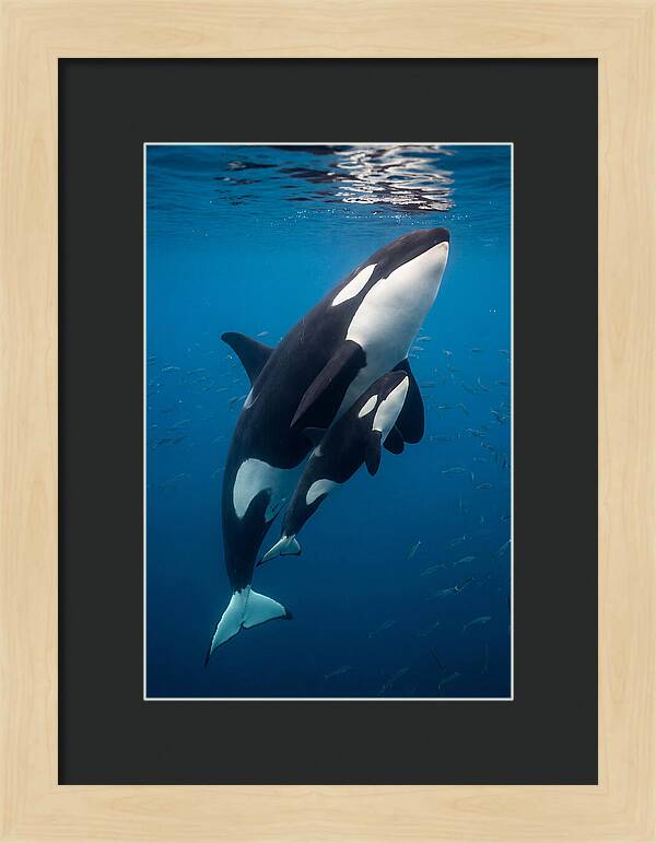 Orca Mother And Calf Swimming Together