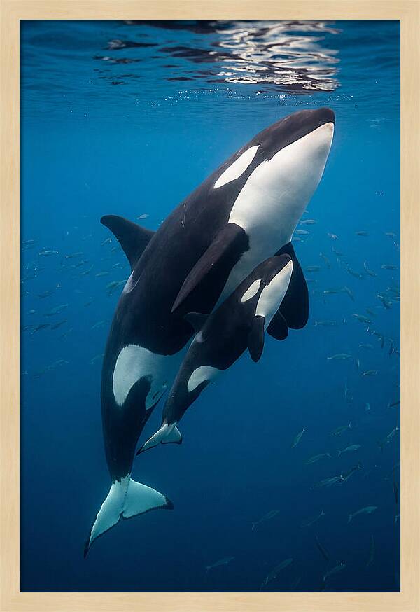 Orca Mother And Calf Swimming Together