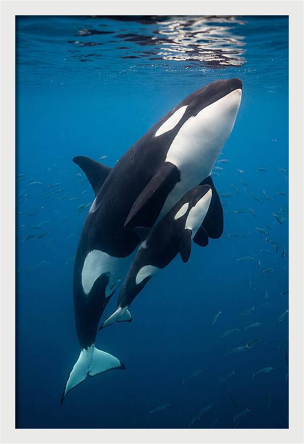 Orca Mother And Calf Swimming Together