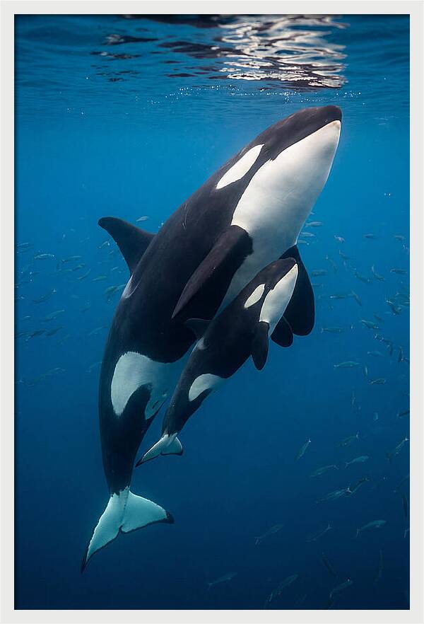 Orca Mother And Calf Swimming Together