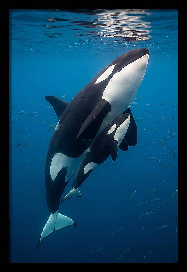 Orca Mother And Calf Swimming Together