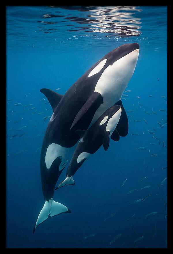 Orca Mother And Calf Swimming Together