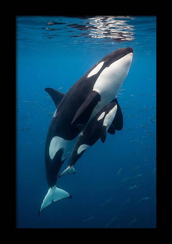 Orca Mother And Calf Swimming Together