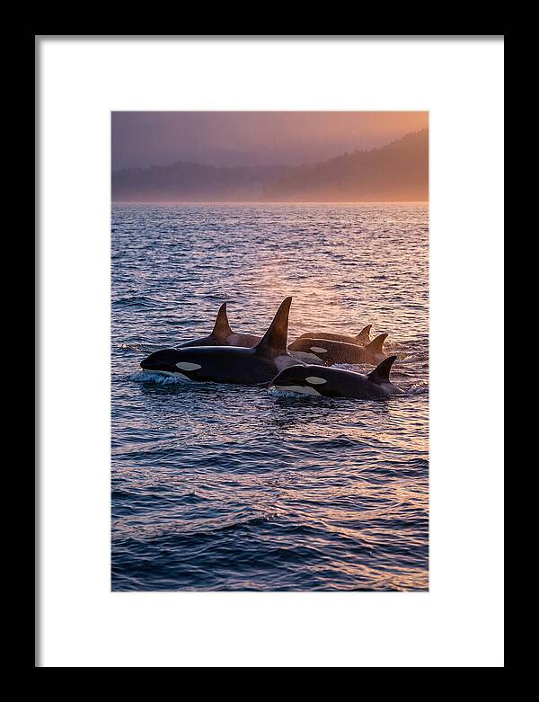 Orca Pod Hunting At Dusk