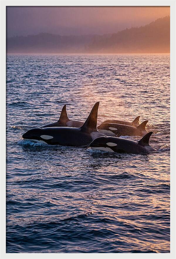 Orca Pod Hunting At Dusk