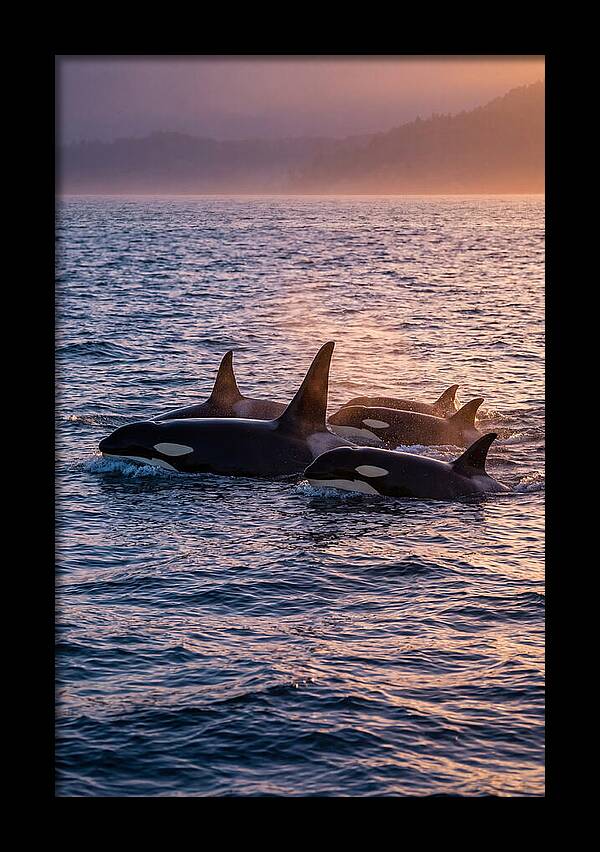 Orca Pod Hunting At Dusk