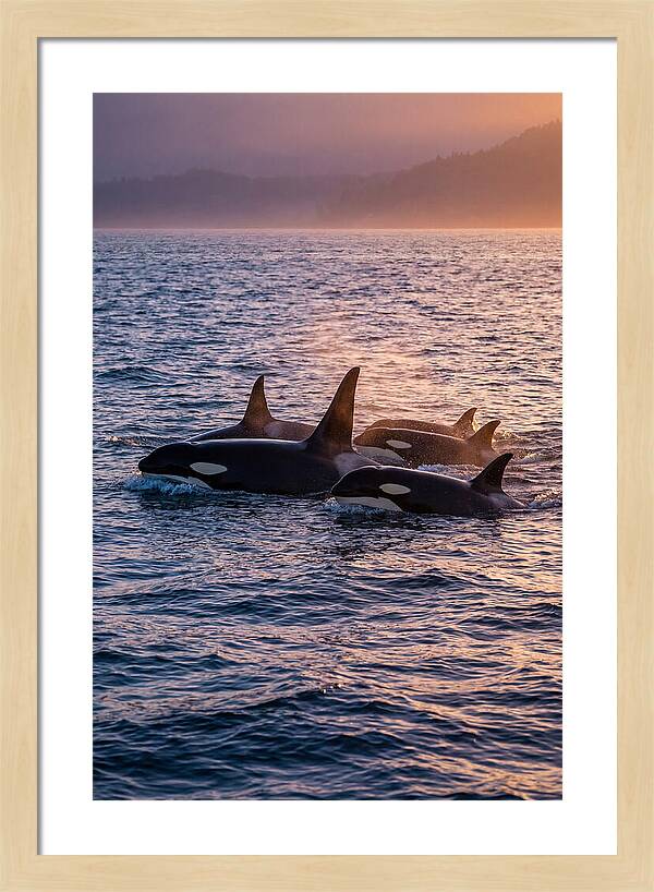 Orca Pod Hunting At Dusk
