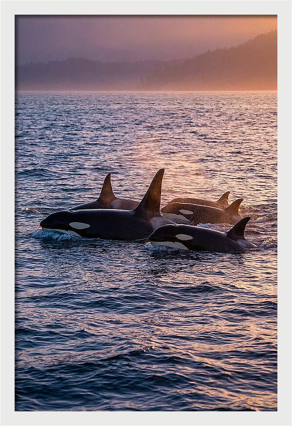 Orca Pod Hunting At Dusk