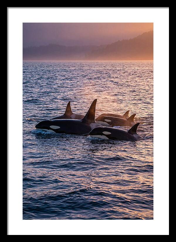 Orca Pod Hunting At Dusk