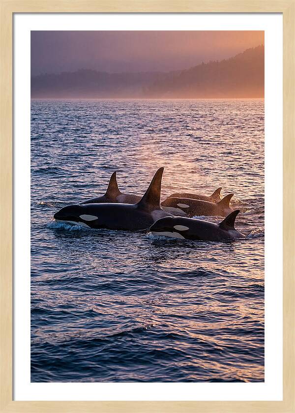 Orca Pod Hunting At Dusk