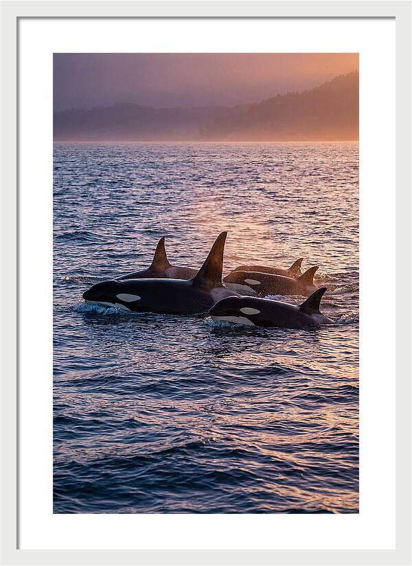 Orca Pod Hunting At Dusk