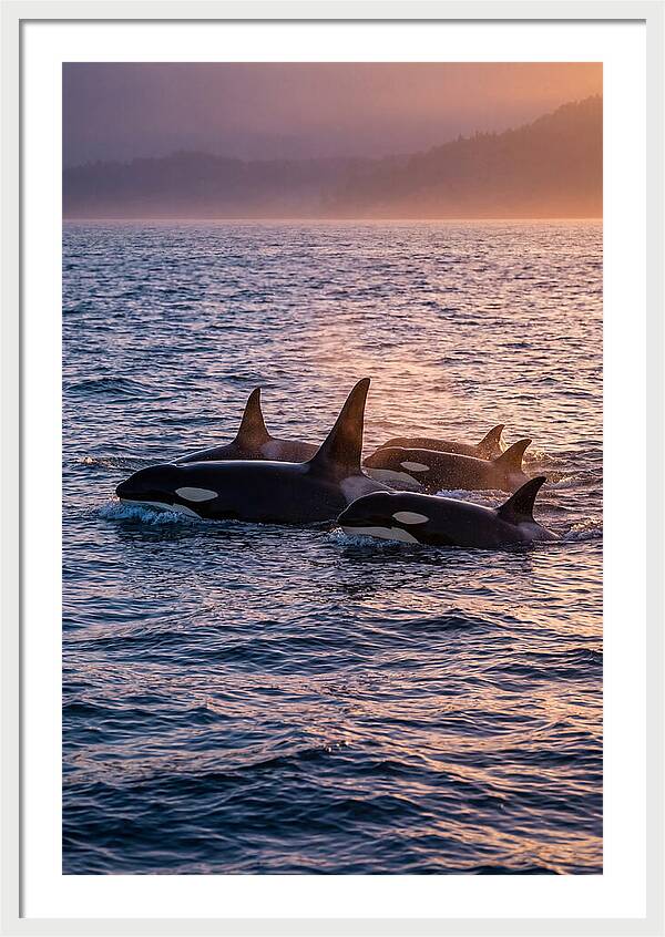 Orca Pod Hunting At Dusk