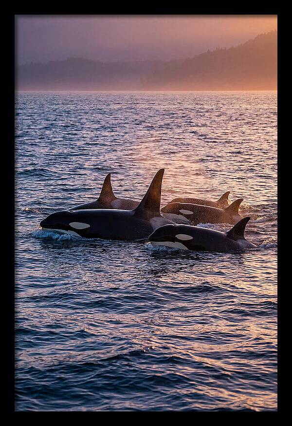 Orca Pod Hunting At Dusk