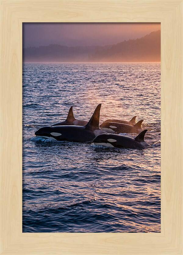 Orca Pod Hunting At Dusk