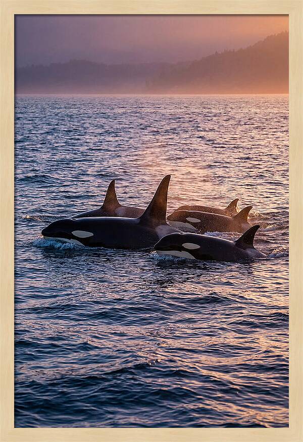 Orca Pod Hunting At Dusk