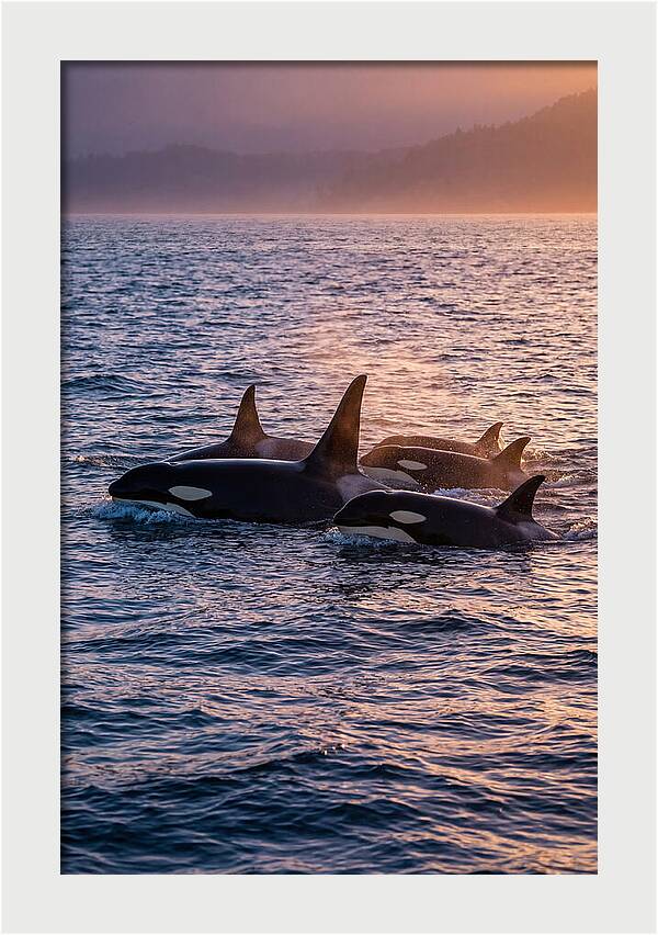 Orca Pod Hunting At Dusk