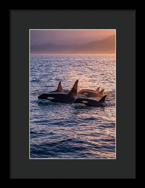 Orca Pod Hunting At Dusk