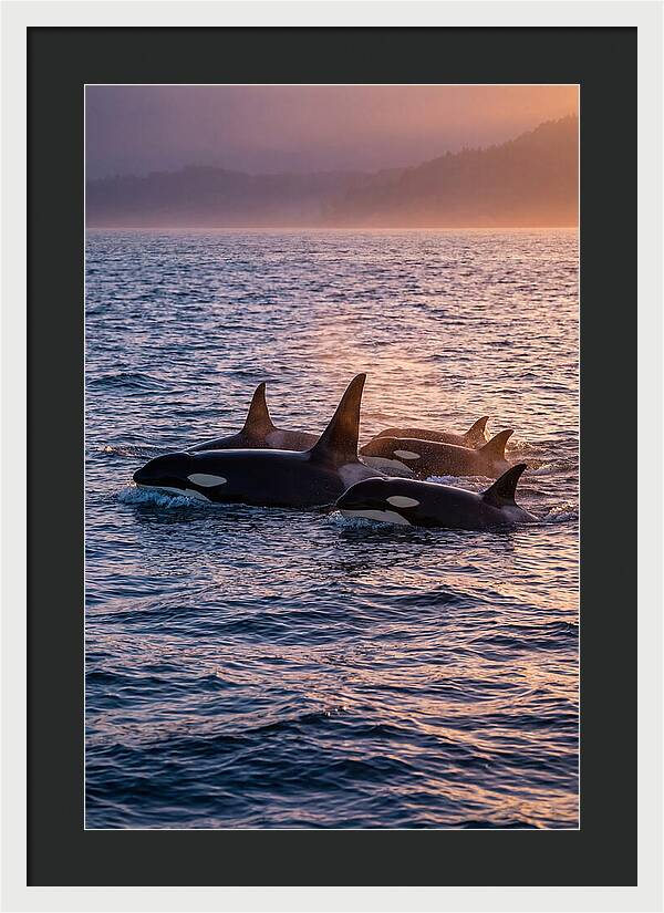 Orca Pod Hunting At Dusk