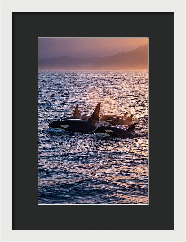 Orca Pod Hunting At Dusk