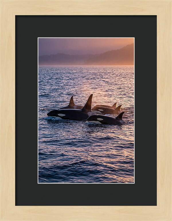 Orca Pod Hunting At Dusk
