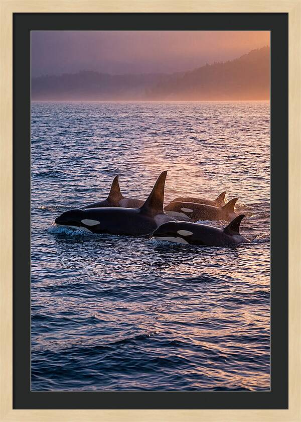 Orca Pod Hunting At Dusk
