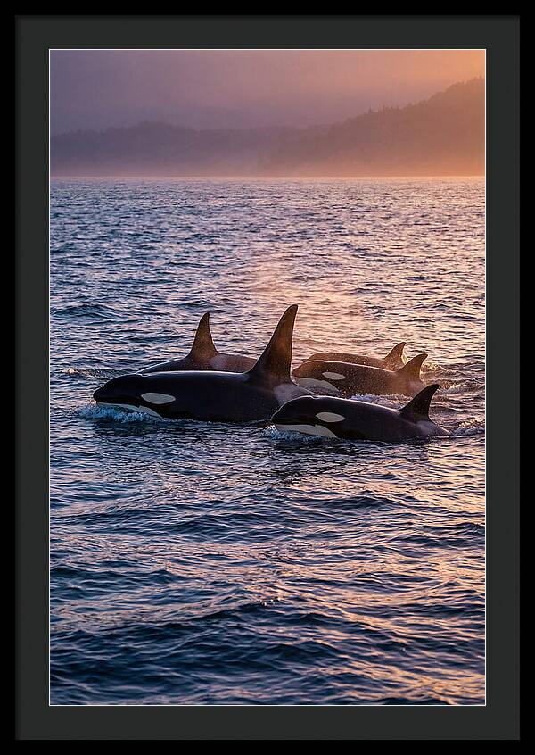 Orca Pod Hunting At Dusk