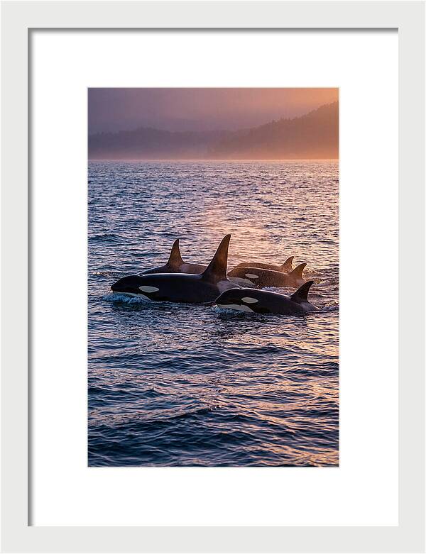 Orca Pod Hunting At Dusk