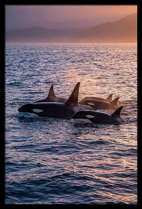 Orca Pod Hunting At Dusk