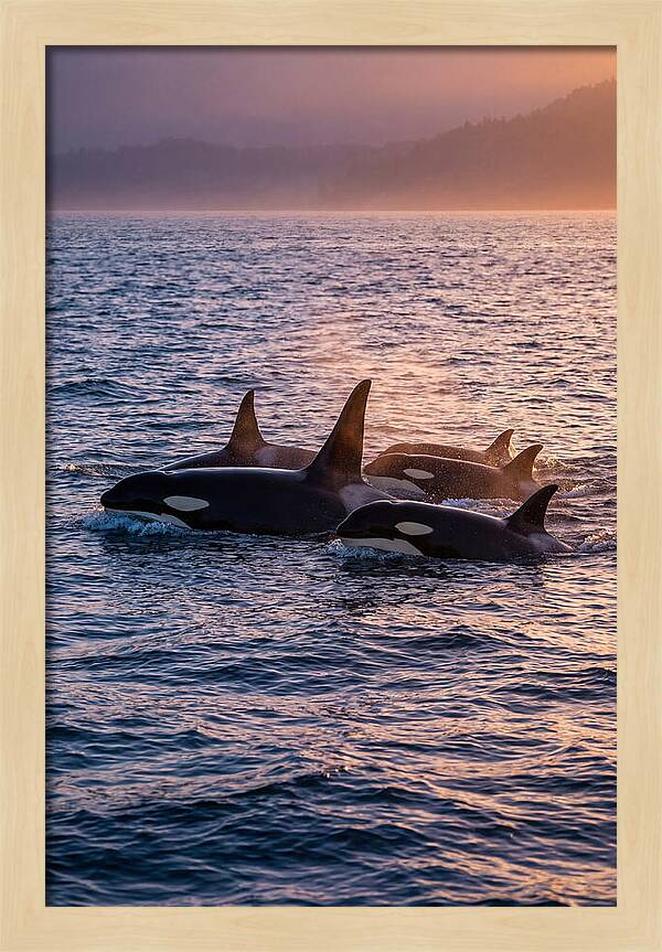 Orca Pod Hunting At Dusk