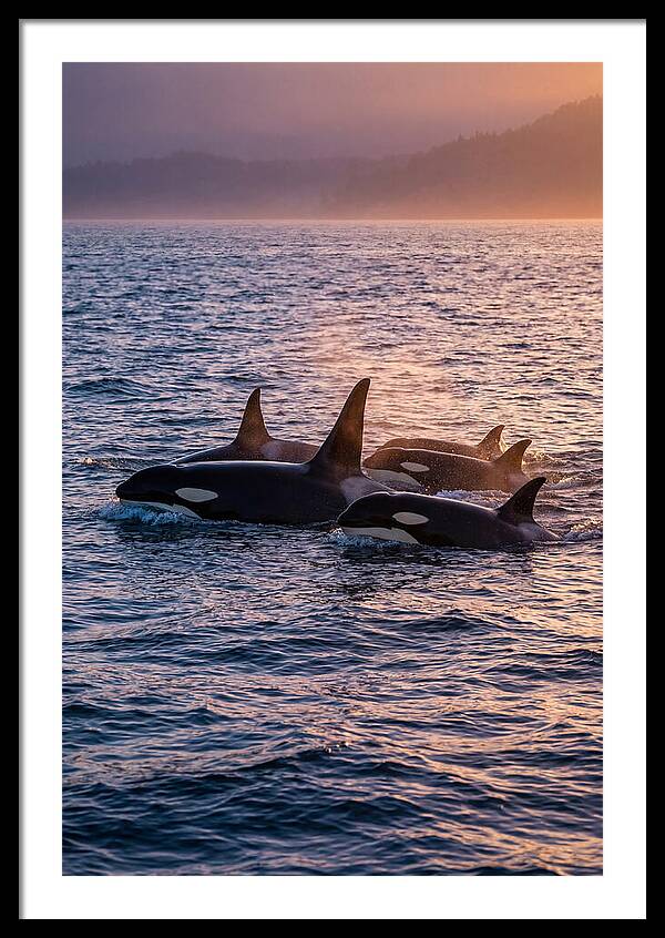Orca Pod Hunting At Dusk