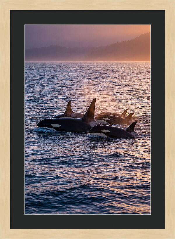 Orca Pod Hunting At Dusk