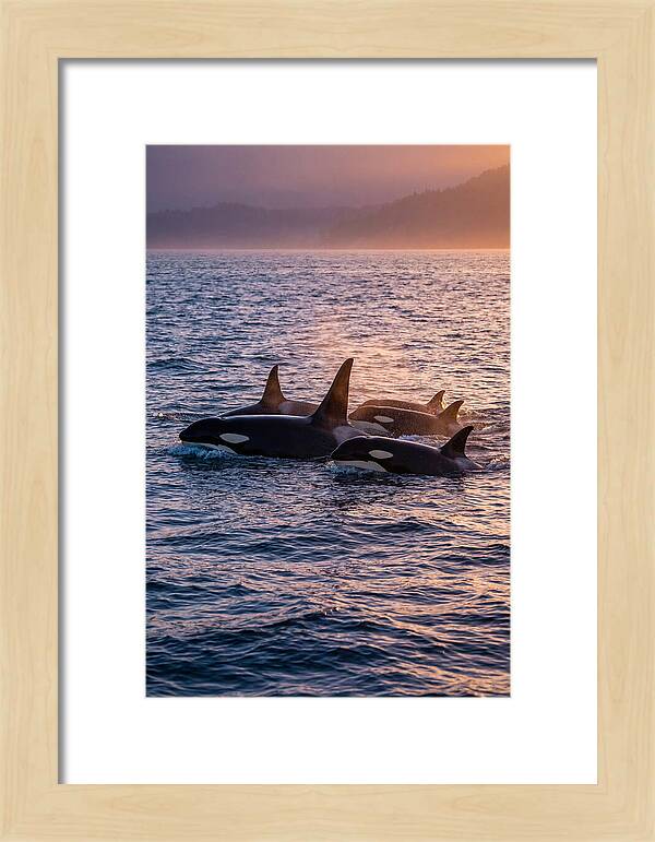Orca Pod Hunting At Dusk