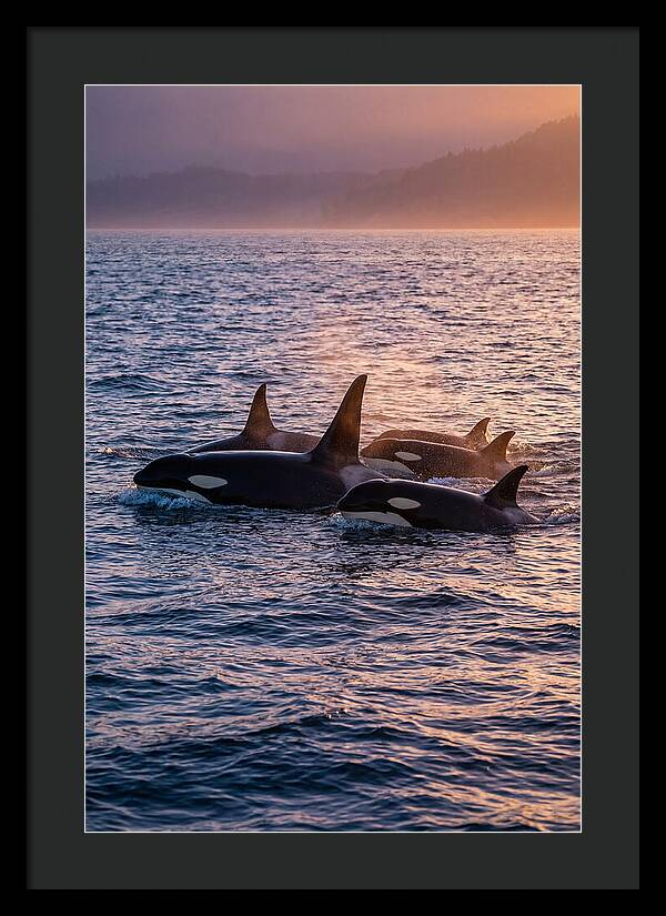 Orca Pod Hunting At Dusk