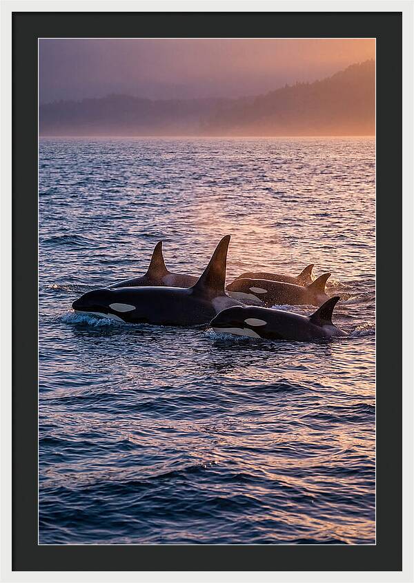 Orca Pod Hunting At Dusk