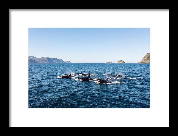 Orca Pod Hunting Together