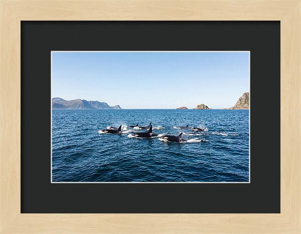 Orca Pod Hunting Together
